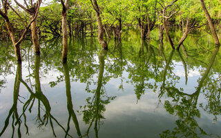 FLORESTA ENCANTADA