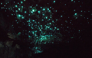 Waitomo Glowworm Caves