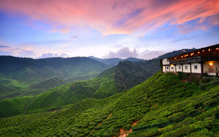 Cameron Highlands