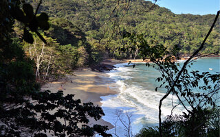 Cedro, Ubatuba