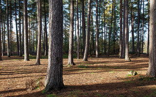 Black Park | Buckinghamshire, Inglaterra