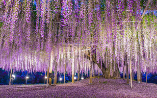 Parque de Flores Ashikaga, Tochigi | Japão