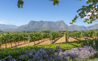 CAPE WINELANDS