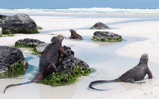 Ilha de Santa Cruz | Equador