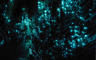 Waitomo Glowworm | Nova Zelândia