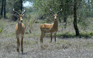 Gorongosa