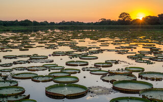 PANTANAL, MATO GROSSO