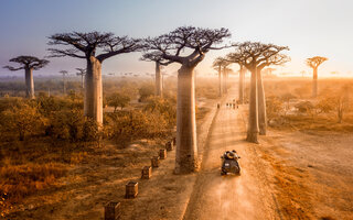 Avenida dos Baobás