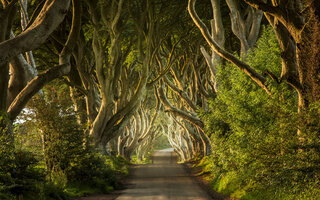 The Dark Hedges | Condado de Antrim, Irlanda do Norte