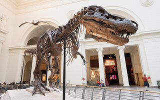 FIELD MUSEUM