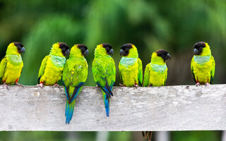 Pantanal | Mato Grosso e Mato Grasso do Sul