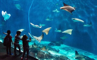 Shanghai Ocean Aquarium | Xangai, China