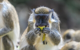 Barbados Wildlife Reserve