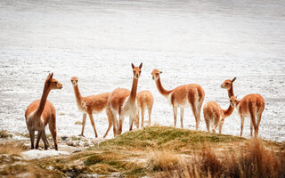 Salar de Surire