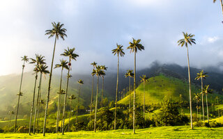 Vale do Cocora | Colômbia