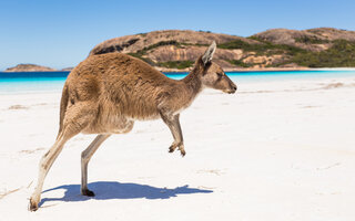 Ilha Kangaroo