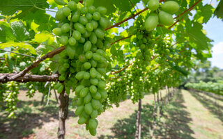 Rota do Vinho em São Roque | São Paulo