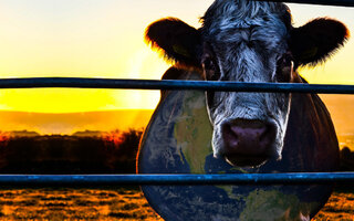 Cowspiracy - O Segredo da Sustentabilidade