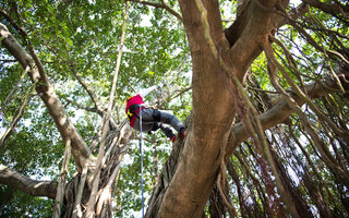 Escalada em árvore