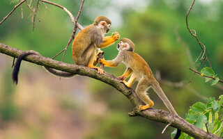 Parque Macaquinhos