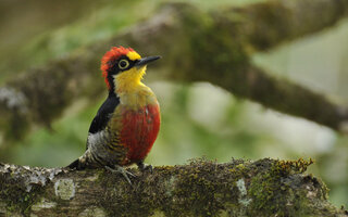 Observação de aves