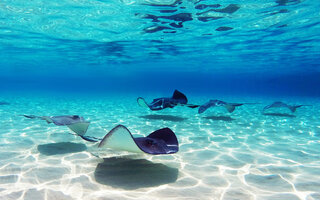 Stingray City