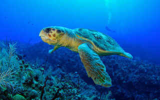 Cayman Turtle Farm