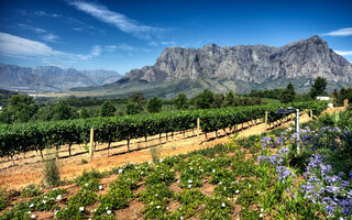 STELLENBOSCH & FRANSCHHOEK