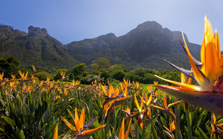 JARDIM DE KIRSTENBOSCH