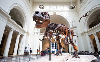 FIELD MUSEUM