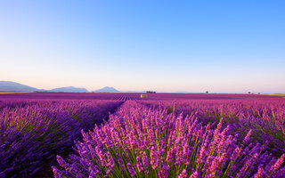 PLATEAU DE VALENSOLE