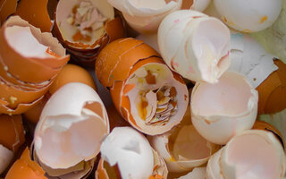 Cascas de ovos