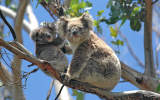 Zoos Victoria