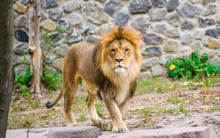 Zoológico de Maryland