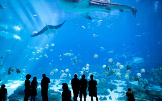 Georgia Aquarium