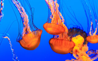 Monterey Bay Aquarium