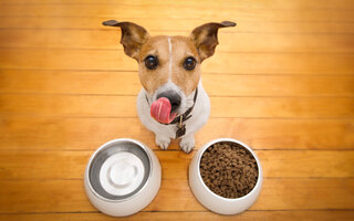 Mantenha uma alimentação saudável para o cão