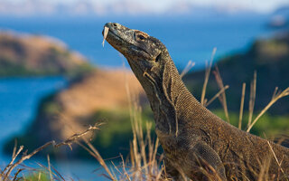 Parque Nacional de Komodo