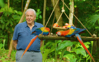 A Vida em Cores com David Attenborough