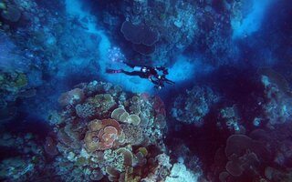 O Fascinante Mundo dos Corais
