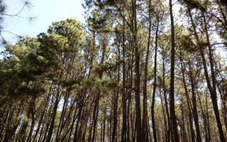 Floresta Nacional de Brasília, no Distrito Federal