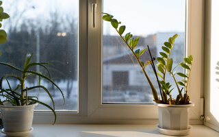 Regue menos as plantas que ficam dentro de casa
