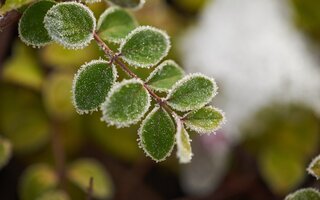 Algumas plantas gostam mais do clima frio