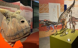 Carnotaurus e Herrerasaurus