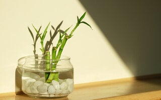 Apostar em um vaso com bambu
