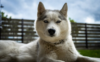 Capricórnio: Husky siberiano