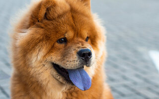 Leão: Chow-chow