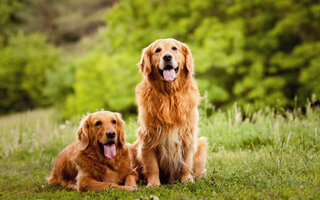 Gêmeos: Golden retriever