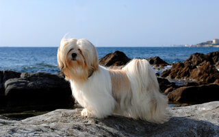 Touro: Lhasa apso