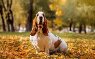 Virgem: Basset hound